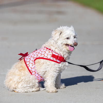 Chewy Rainbow Dog Harness And Leash