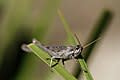 موسوعة الحشرات 120px-Grasshopper