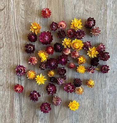 Small Dried Strawflower Heads, Assorted Sizes Resin Craft Flowers