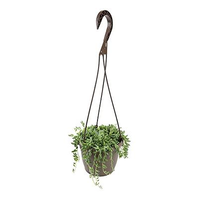 Perfect Plants 8 in. Spider Plant in Hanging Basket THD00597 - The Home  Depot