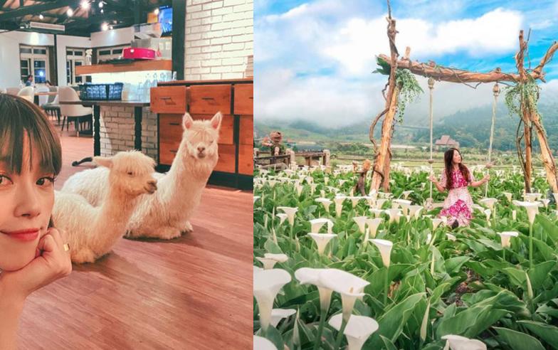 賞海芋花逗草泥馬！療癒系陽明山公車旅行攻略