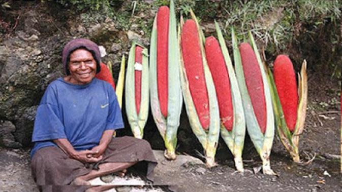 Bisa Dicoba, Tumbuhan dari Papua Penangkal Corona Covid-19