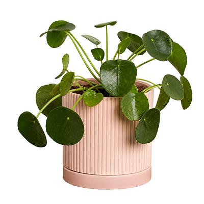 Plant - Yahoo Shopping