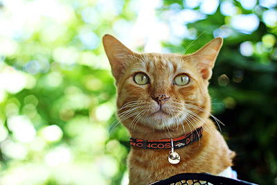 Pets First St Louis Cardinals Heavy-Duty Durable Adjustable Collar Pet Dog  Cat