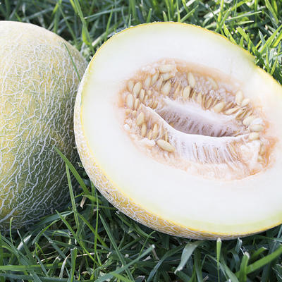 Honeydew Green Flesh, Melon Seeds