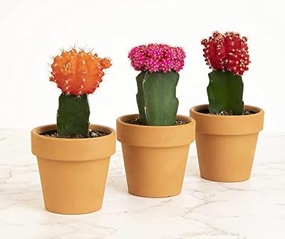 Grafted Cactus Plants Live in White Plant Pots (3 PK), Live Cactus Plant in  Cactus Soil Potting Mix, Live Mini Cactus Succulents Plants Live Cacti