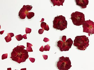 Red Rose Pressed Flowers 8 Pcs, Rose Petals Confetti Dried Flower, Dark Rose  Flowers, Wedding Dry Flower Petal - Yahoo Shopping