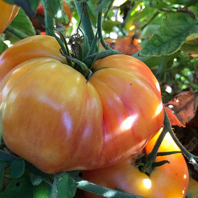 Chef's Choice Purple Hybrid Tomato