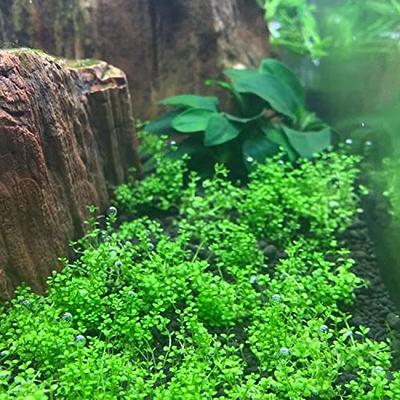 Dwarf Java Moss Live Aquarium Plants, Green Leaf, 1 Cup - Yahoo Shopping