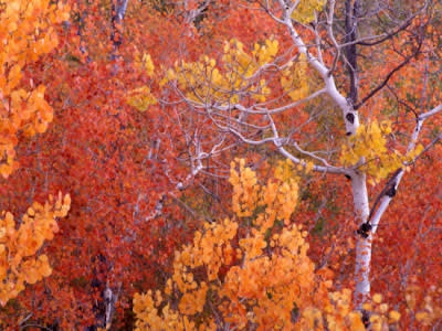 جمال فصل الخريف حول العالم Beautiful-autumn+%25281%2529