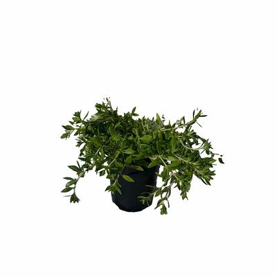 Live Mood Moss/ Choose Your Size/ Healthy Green Moss For Terrarium/ Vivarium/  Garden/ Dicranum Scoparium - Yahoo Shopping