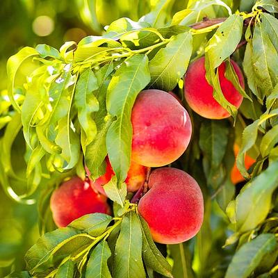 1 Gal. Red Delicious Apple Tree APPRED01G - The Home Depot