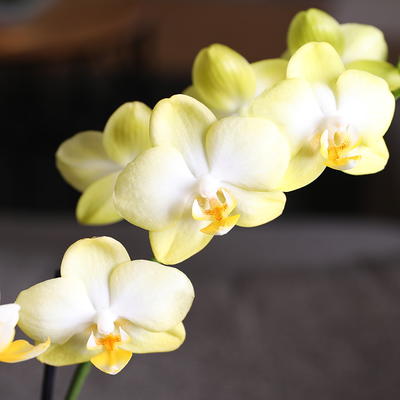 Just Add Ice 15-20 Yellow Petite Orchid Live Plant in 3 White Ceramic  Pot, House Plant - Yahoo Shopping