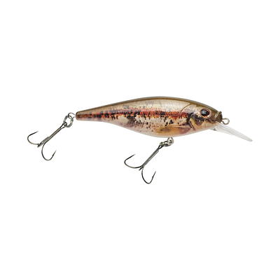 Berkley Flicker Shad Shallow Fishing Lure, HD Blacknose Dace, 1/6