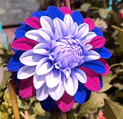 Peony Seeds - 15 Seeds - Mixed Colors, Great for Bonsai, Container or  Outdoor Growing