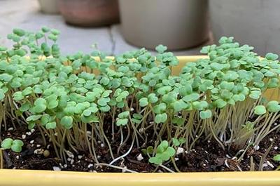 Arugula Roquette Seeds / Spicy Salad/Microgreen