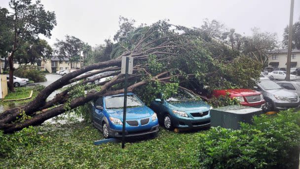 PHOTO: A fallen tree lies atop a row of cars on Sept. 10, 2017 Miami, in the wake of Hurricane Irma. (Michele Eve Sandberg/AFP/Getty Images)