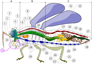 اضخم بحث عن الحشرات- موضوع كامل عن الحشرات-موسوعة شاملة عن عالم الحشرات-عالم الحشرات 300px-Robal