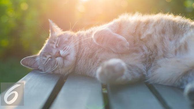 Gara Gara Beri Makan Kucing Liar Nenek Ini Dipenjara