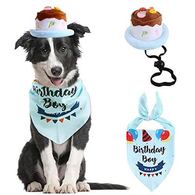 dog with birthday hat