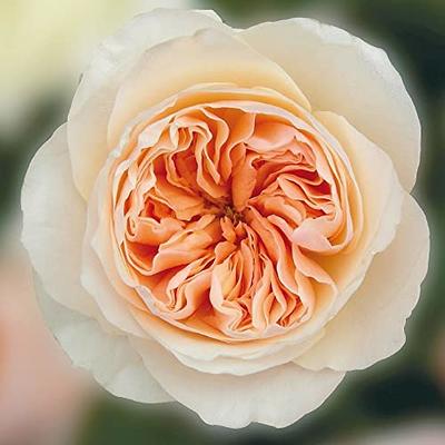 CHUXAY GARDEN Juliet Rose Flower Seed 10 Seeds Sweet Flowers