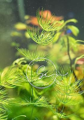 Live Freshwater Aquarium Plants