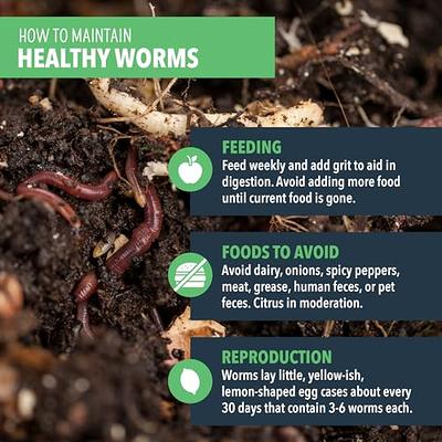 Worm Nerd Red Wiggler Live Worms, Composting Worms for