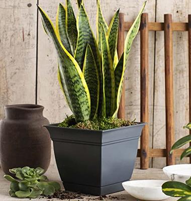 Spepla Flower Pots Set of 4, 4/5/6/7 Inch Plant Pot with Drainage