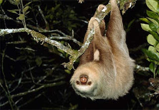 موسوعة ( الحيوانات مهددة الإنقراض )  Two-toed-sloth
