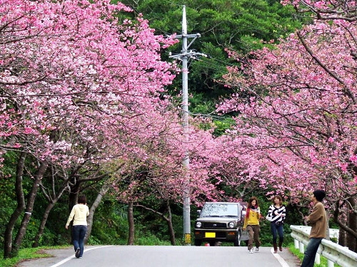 【赏花之旅】冲绳赏樱祭,早春粉红风景! - 新鲜