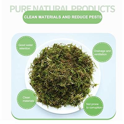 Sukh 7oz Sphagnum Moss for Plants - Sphagnum Peat Moss Natural Premium Long  Fibered Chile Dried Moss Potting Mix for Orchids Succulent Carnivorous  Potted Plant Reptiles Medium Sarracenia - Yahoo Shopping