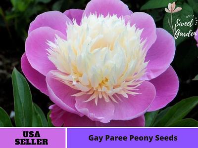 10 Rare Seeds Pink Kansas Peony Seeds perennial authentic Seeds-flowers  organic. Non GMO vegetable Seeds-mix Seeds for Plant-b3g1b038 