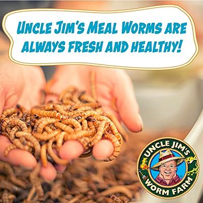 Uncle Jim's Worm Farm Live Mealworms for Reptiles and Chickens