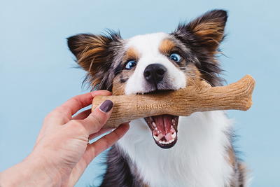 Petstages Dental and Teething Dog Chew Toys Teething Stick