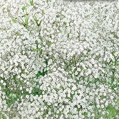 Perennial Babys Breath Seeds - Packet - White Flower Seeds, Heirloom Seed  Attracts Bees, Attracts Butterflies, Attracts Pollinators, Easy to Grow 