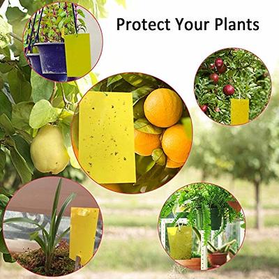 20Pcs Sticky Trap Fruit Fly and Gnat Trap Yellow Sticky Bug Traps for Indoor/Outdoor  Use - Insect Catcher for White Flies,Mosquitos,Fungus Gnats,Flying Insects  - Disposable Glue Trappers