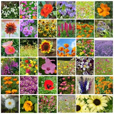 Flower Seeds Garden Collection 10 varieties – Lovely Seeds