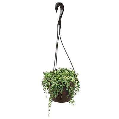 Perfect Plants 8 in. Spider Plant in Hanging Basket THD00597 - The Home  Depot