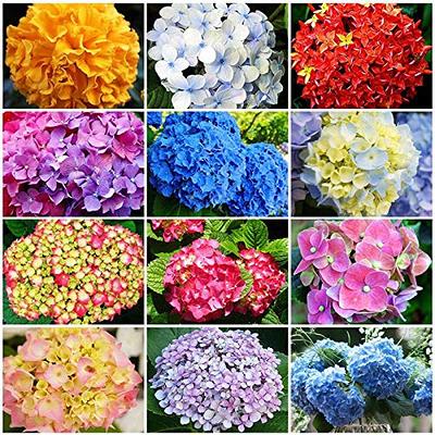  GreenCreator Mixed Moss Rose Plant Seed Mix - 1000