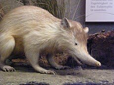 موسوعة ( الحيوانات مهددة الإنقراض )  230px-Hispaniola_solenodon