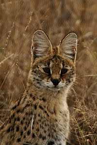 موسوعة ( الحيوانات مهددة الإنقراض )  200px-Serval_portrait