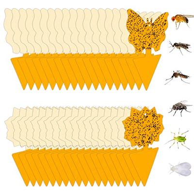 36Pcs Sticky Fruit Fly Traps, Fungus Gnat Killer Trap use for Indoor  Outdoor