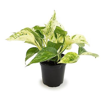 Altman Plants Live Houseplants (12PK), Indoor Plants for Delivery Prime,  Live Plants and Gardening Gifts for Plant Lovers, Planters for Indoor  Plants