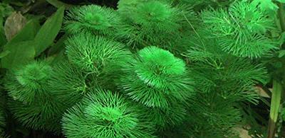 TruBlu Supply Green Cabomba Live Aquarium Plant Freshwater - Buy 2