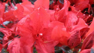 national PLANT NETWORK 2.25 Gal. Pink Ruffles Azalea Plant with Pink Blooms  HD7624 - The Home Depot