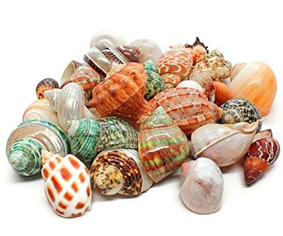 Mixed Beach Sea Shells For Decoration (Bag Of 100 Shells)