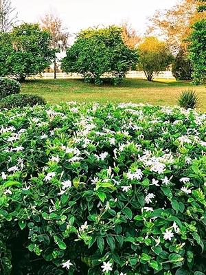 Downy Jasmine | Liberty Landscape Supply