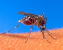 اضخم بحث عن الحشرات- موضوع كامل عن الحشرات-موسوعة شاملة عن عالم الحشرات-عالم الحشرات 220px-Aedes_aegypti_biting_human