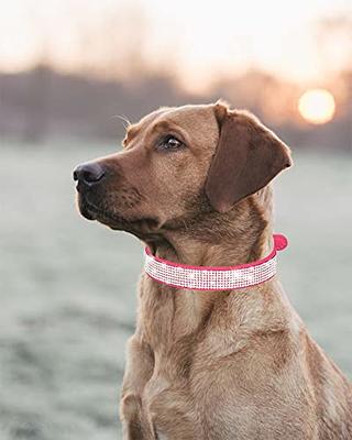 Solmoony Cute Dog Collar for Small Medium Large Dogs, Small Dog Collar for  Females and Male, Boy and Girl Dog Collars, Spring Dog Collar, Male and Female  Dog Collars. (S, Red) 