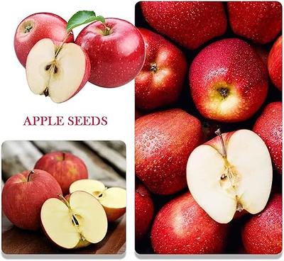 Organic Cordera® Semi-Dwarf Apple Tree - Fruition Seeds